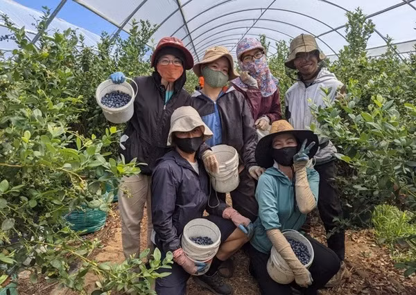 Australia abre mercado para mano de obra vietnamita en agricultura ảnh 1