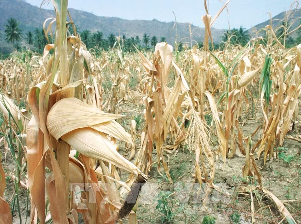 El Niño cuesta a la agricultura filipina hasta casi 19 millones de dólares ảnh 1