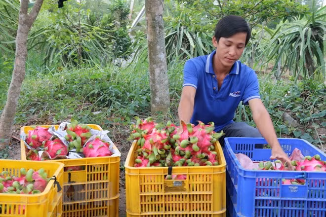 Vietnam, decimoquinto exportador mundial de productos agropecuarios ảnh 1 Vietnam, decimoquinto exportador mundial de productos agropecuarios ảnh 1