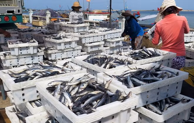 Vietnam produce por primera vez máquina para hacer hielo de agua salada ảnh 1