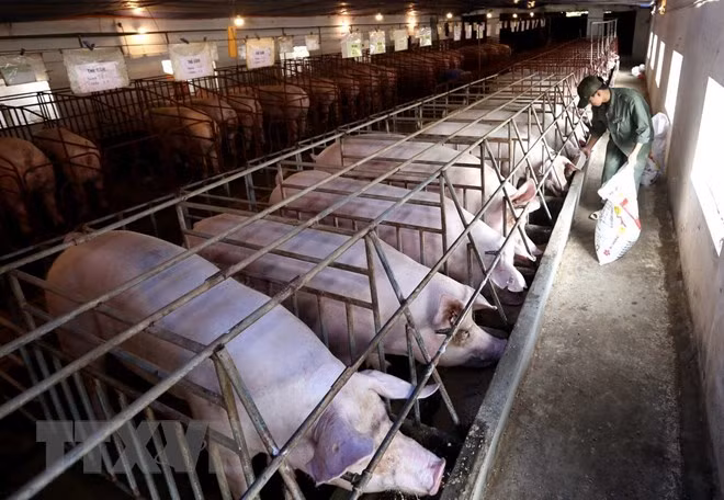 Sector ganadero amplía su cobertura a mercados más grandes ảnh 1