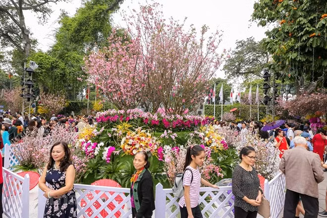 Urbe vietnamita de Da Lat se embellecerá con flores de cerezo de Japón ảnh 1