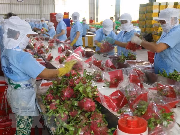 Exportaciones de frutas y vegetales de Vietnam crecieron en 15,5 por ciento en 10 meses ảnh 1