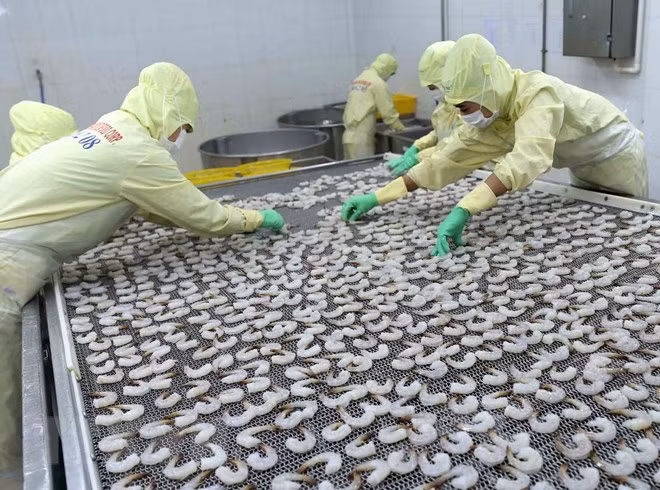 Primer centro de producción de cría de camarón vietnamita cumple estándar internacional ảnh 1