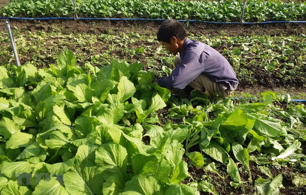 Impulsan Vietnam y Países Bajos cooperación en agricultura ảnh 1