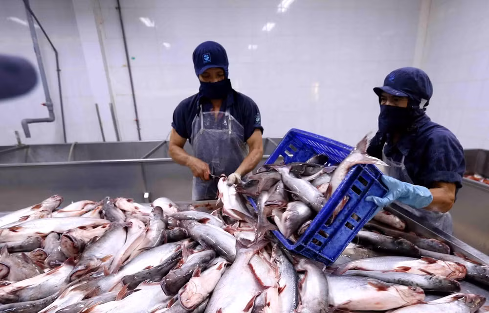 Aprueba Estados Unidos las importaciones de pescados sin escamas de Vietnam ảnh 1