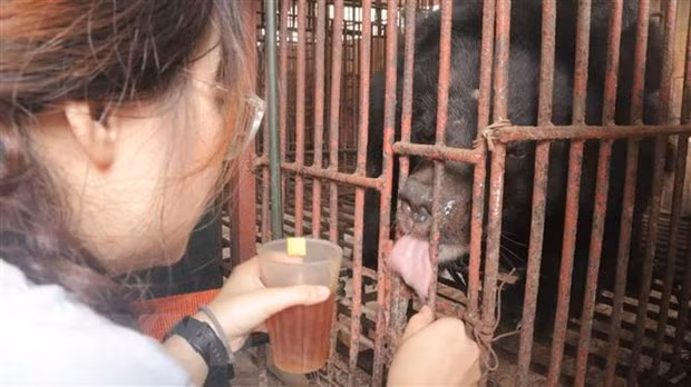 Mejoran en Vietnam conciencia pública sobre la protección de los osos ảnh 1