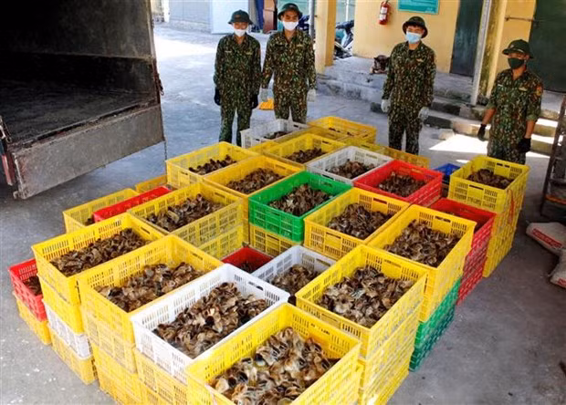 Vietnam previene comercio y transporte ilegales de aves de corral a través de fronteras nacionales ảnh 2
