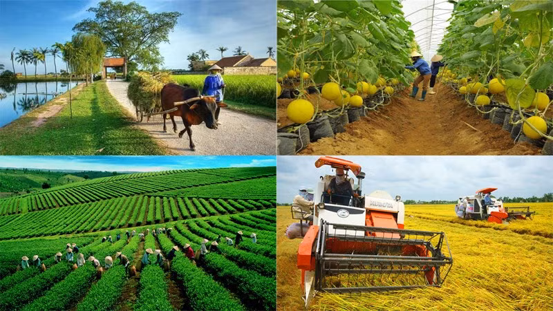 Sector agrosilvícola y acuícola de Vietnam se esfuerza por alcanzar 55 mil millones de USD en 2023 ảnh 2