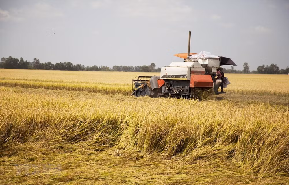 Precios de arroz exportable vietnamita alcanza récord en 12 años ảnh 1