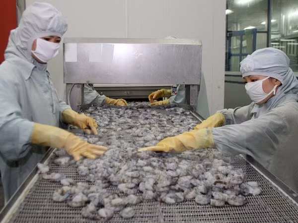 Australia alivia medida de suspensión de importaciones de camarón de Vietnam ảnh 1
