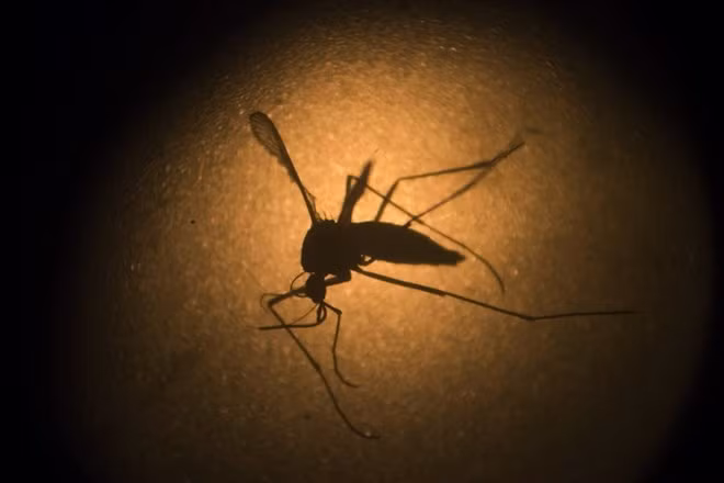 Vietnam redobla acciones contra el dengue ảnh 1