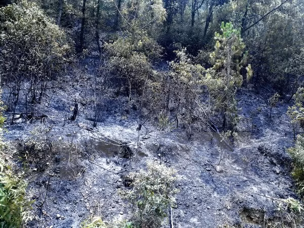 Extinguido incendio forestal en complejo paisajístico patrimonial Trang An ảnh 1