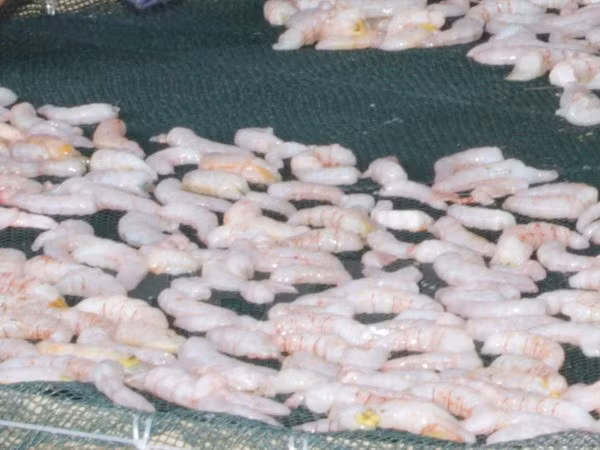 Camarones secos de Ca Mau figuran entre las 10 principales especialidades de Vietnam ảnh 1