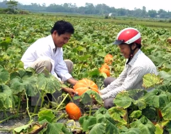 Hanoi moviliza fondos para construcción de nuevas zonas rurales ảnh 1