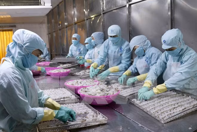 En alza exportaciones de productos acuícolas de Vietnam ảnh 1