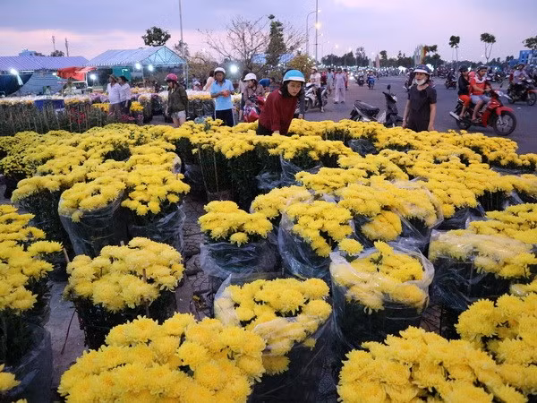 Vietnam destina millones de dólares para importación de flores para el Tet ảnh 1