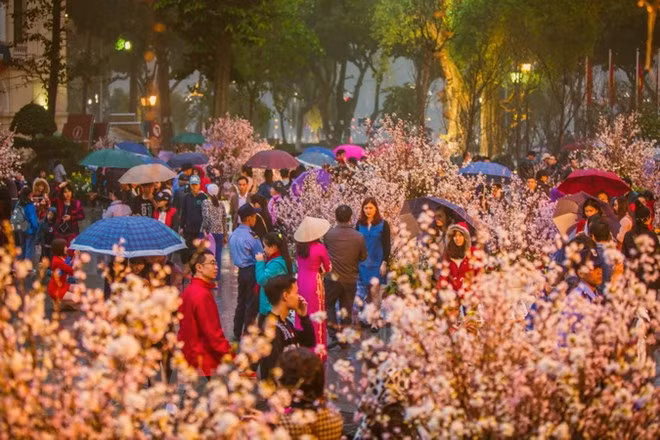 Festival de flores de cerezos tendrá lugar en Hanoi en marzo próximo ảnh 1
