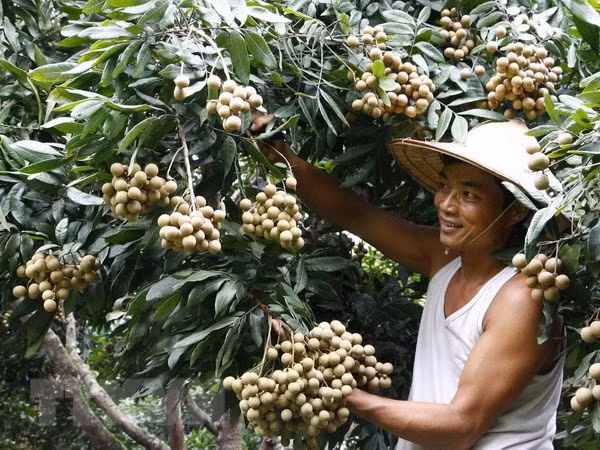 Vietnam podría exportar longans a Australia en 2019 ảnh 1
