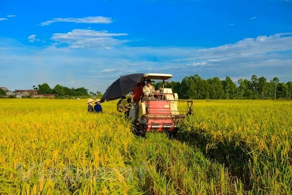Vietnam promueve el cultivo de nuevas variedades de arroz ảnh 1