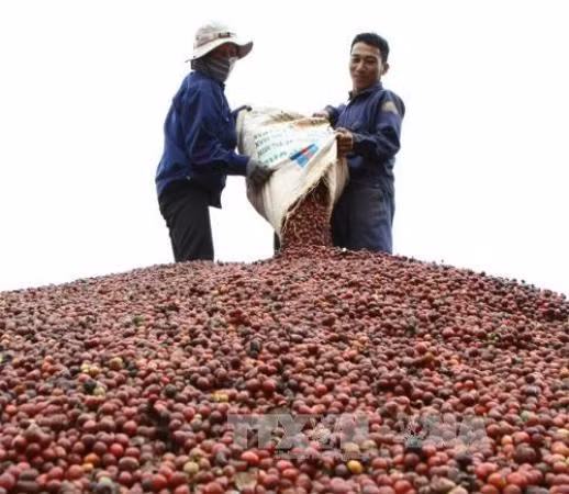 Exportación de café vietnamita en enero experimenta aumentos en valor y volumen ảnh 1