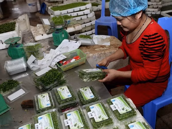 Crecen ventas al exterior de frutas y verduras de Vietnam en enero ảnh 1