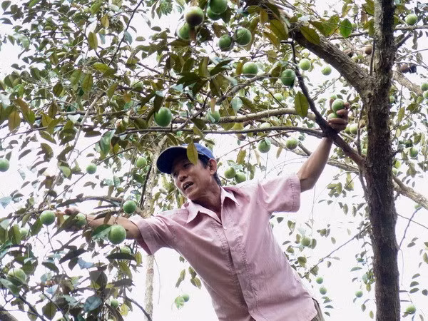 Vietnam trabaja para exportar caimito a mercados mundiales ảnh 1