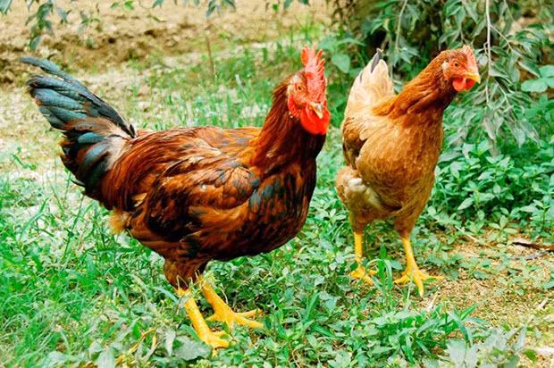 Bac Giang trabaja para mejorar la marca de pollo Yen The ảnh 1