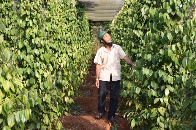 Vietnam se empeña en el objetivo de crecimiento verde ảnh 2