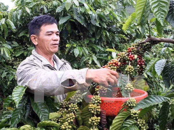 Vietnam posee oportunidades para exportar café a Estados Unidos ảnh 1 Vietnam posee oportunidades para exportar café a Estados Unidos ảnh 1