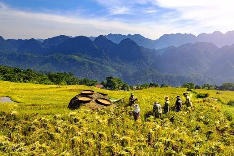 La temporada del arroz madura y dorada en todas partes en Pu Luong ảnh 1