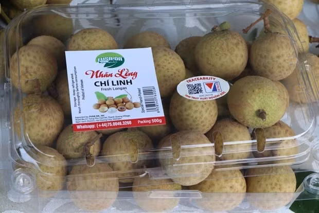 Provincia vietnamita de Hai Duong cosecha longan para exportación ảnh 1