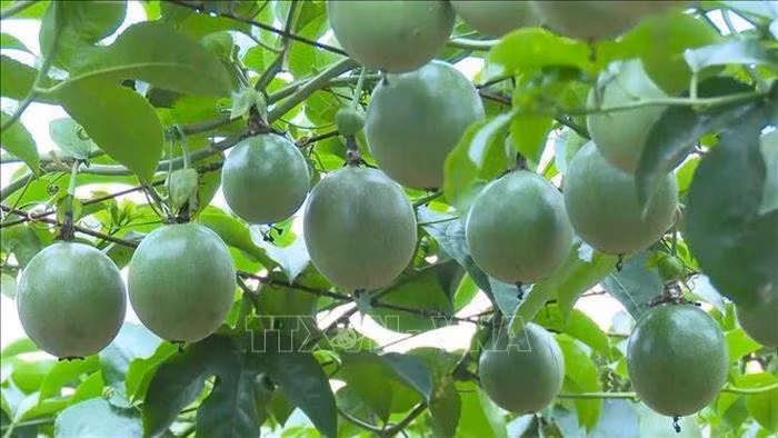 Vietnam exporta a partir de este mes sus maracuyás a China ảnh 1