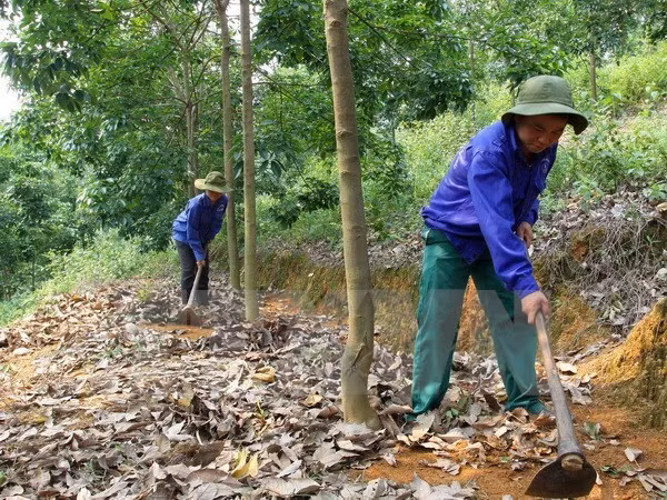 Grupo vietnamita impulsa proyectos caucheros en Camboya ảnh 1