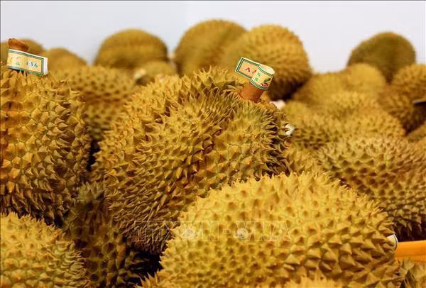 Vietnam exportará durián fresco a la India ảnh 1 Vietnam exportará durián fresco a la India ảnh 1