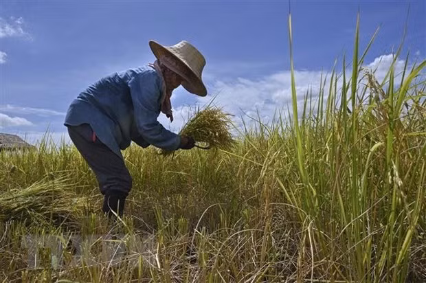 Gabinete tailandés aprueba la suspensión de deuda de agricultores ảnh 1
