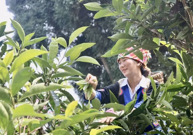 Efectúan en provincia vietnamita Festival del Té Shan Tuyet ảnh 1