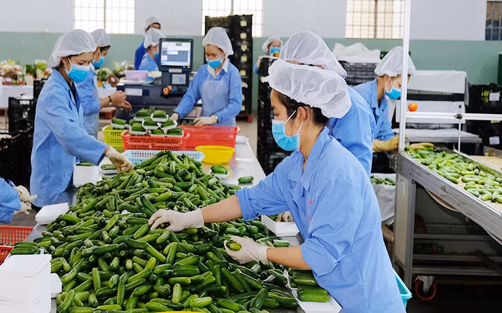 Vietnam necesita impulsar transformación verde para exportación sostenible, según expertos ảnh 1