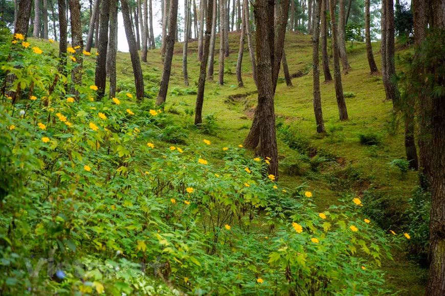 Perderse en el bosque de pinos de Yen Minh - Pradera en la meseta rocosa de Ha Giang ảnh 8