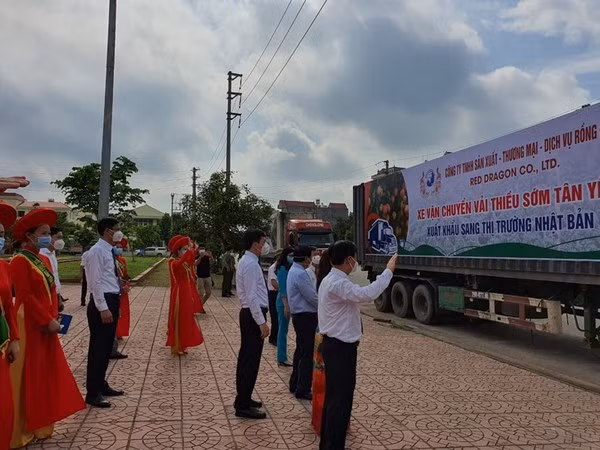 Impulsan la conexión entre empresas y agricultores para impulsar la venta de lichi de Bac Giang ảnh 1