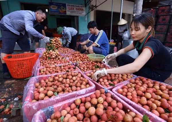 Impulsan la conexión entre empresas y agricultores para impulsar la venta de lichi de Bac Giang ảnh 2