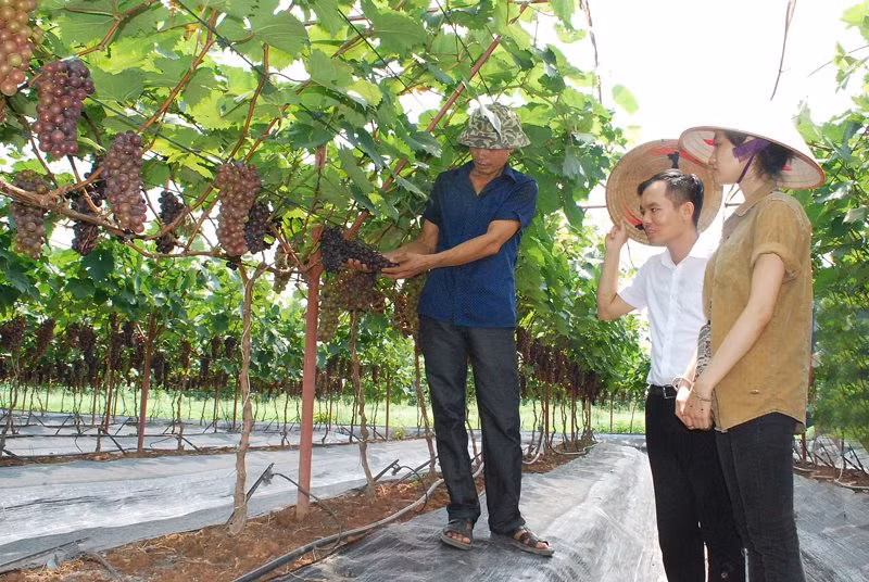 Hanoi por impulsar cultivo de árboles frutales asociados al ecoturismo ảnh 1