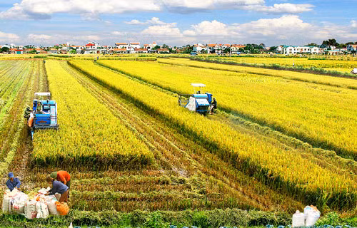 Región sureña de Vietnam se prepara para producción agrícola en nueva situación ảnh 1