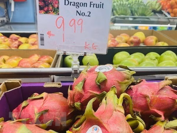 Pitahaya vietnamita goza de alta valoración en Australia ảnh 1