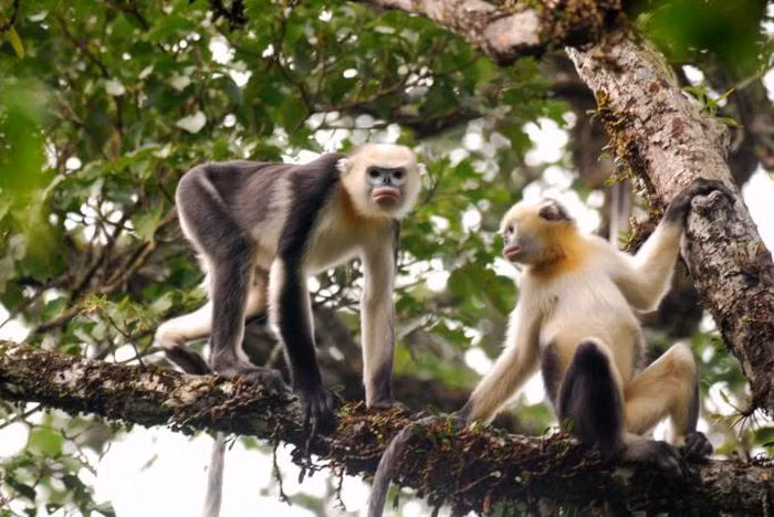 Dedican esfuerzos para conservación de langur de nariz chata en Vietnam ảnh 1
