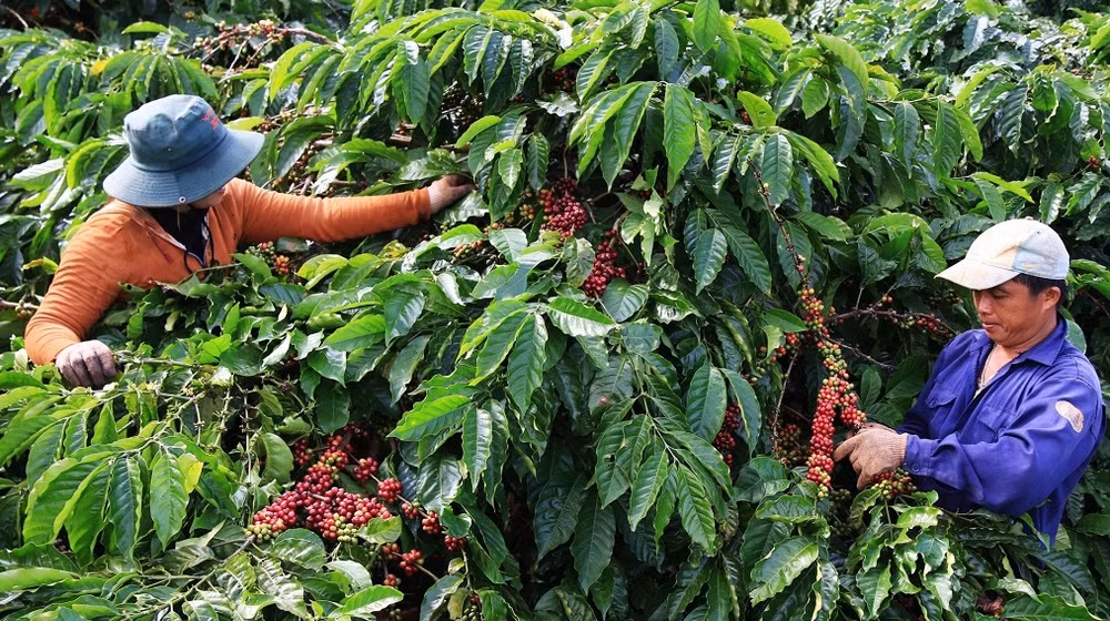 Vietnam por construir cadena de producción y suministro de café libre de deforestación ảnh 1