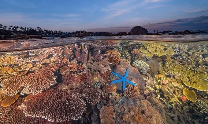 Fotógrafo vietnamita gana segundo premio en concurso internacional de fotografía oceánica ảnh 1