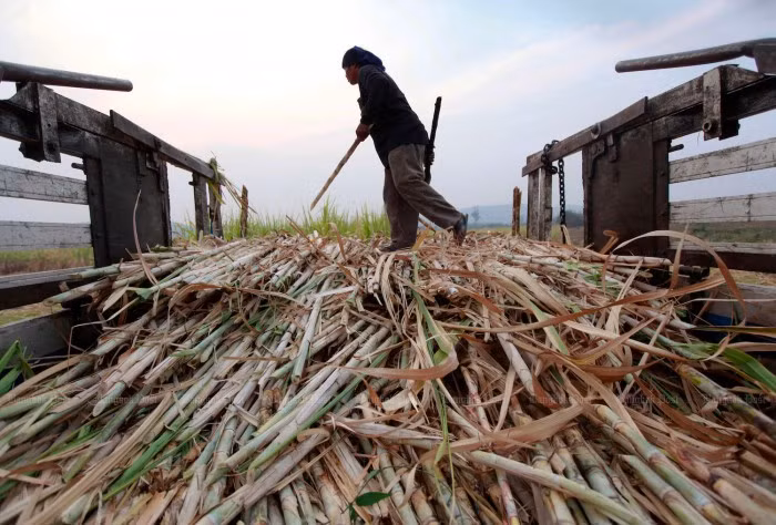 Producción de caña de azúcar de Tailandia disminuye debido a sequía ảnh 1 Producción de caña de azúcar de Tailandia disminuye debido a sequía ảnh 1