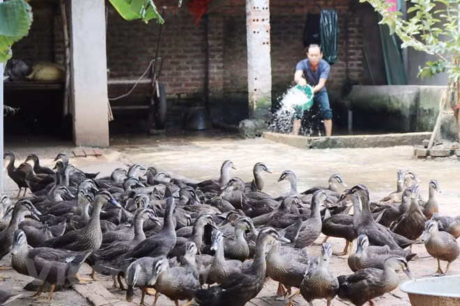 Vietnam trabaja por superar las barreras técnicas para aumentar exportación de productos pecuarios ảnh 1