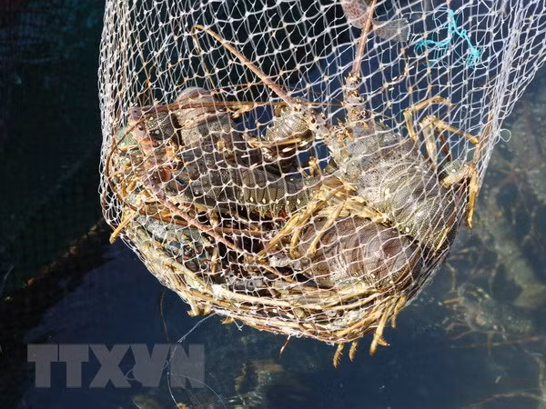 Muchos desafíos aguardan la exportación de camarón de Vietnam a Estados Unidos ảnh 1